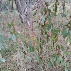 Eucalyptus dives at Fadden, ACT - 2 May 2023