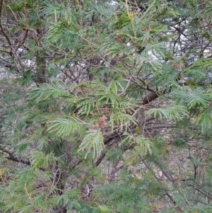 Acacia mearnsii at Fadden, ACT - 2 May 2023