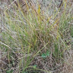 Lomandra (genus) (A Matrush) at Fadden, ACT - 2 May 2023 by LPadg