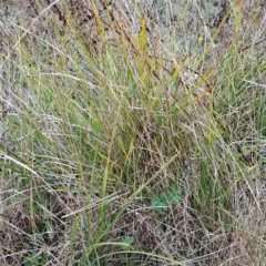 Lomandra sp. (A Matrush) at Wanniassa Hill - 2 May 2023 by LPadg