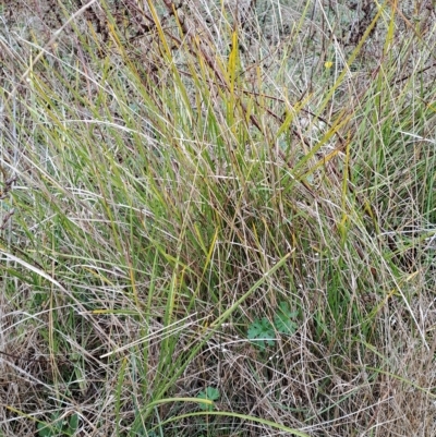 Lomandra (genus) (A Matrush) at Fadden, ACT - 2 May 2023 by LPadg
