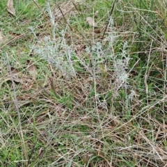 Vittadinia gracilis (New Holland Daisy) at Fadden, ACT - 2 May 2023 by LPadg