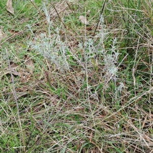 Vittadinia gracilis at Fadden, ACT - 2 May 2023 10:24 AM