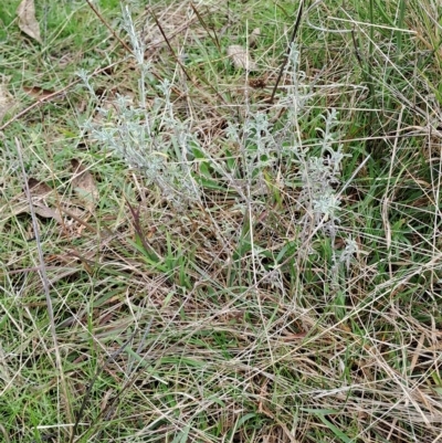 Vittadinia gracilis (New Holland Daisy) at Fadden, ACT - 2 May 2023 by LPadg
