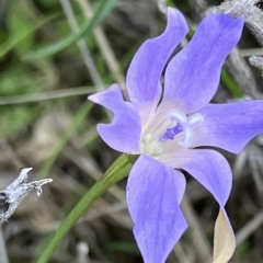 Wahlenbergia luteola (Yellowish Bluebell) at Fentons Creek, VIC - 27 Apr 2023 by KL