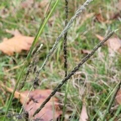 Sporobolus africanus (Parramatta Grass, Rat's Tail Grass) at Banksia Street Wetland Corridor - 1 May 2023 by trevorpreston