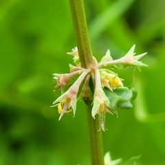 Rumex brownii (Slender Dock) at O'Connor, ACT - 2 May 2023 by trevorpreston