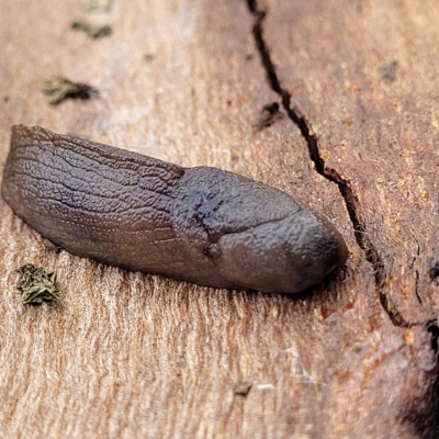 Milax gagates (Black-keeled Slug) at Banksia Street Wetland Corridor - 1 May 2023 by trevorpreston