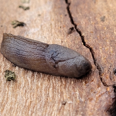 Milax gagates (Black-keeled Slug) at O'Connor, ACT - 2 May 2023 by trevorpreston