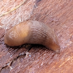 Deroceras laeve (Marsh Slug) at Banksia Street Wetland Corridor - 1 May 2023 by trevorpreston
