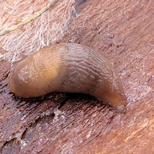 Deroceras laeve at O'Connor, ACT - 2 May 2023 09:45 AM