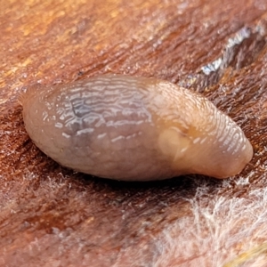Deroceras laeve at O'Connor, ACT - 2 May 2023 09:45 AM