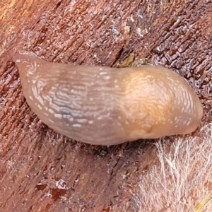 Deroceras laeve at O'Connor, ACT - 2 May 2023 09:45 AM