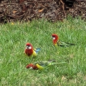 Platycercus eximius at O'Connor, ACT - 2 May 2023