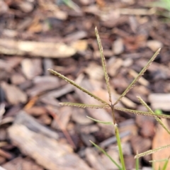 Cynodon dactylon (Couch Grass) at O'Connor, ACT - 2 May 2023 by trevorpreston