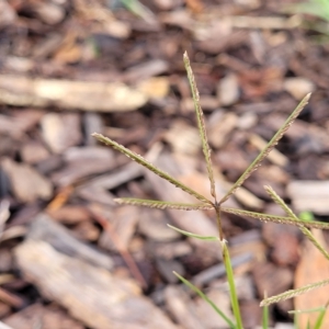 Cynodon dactylon at O'Connor, ACT - 2 May 2023