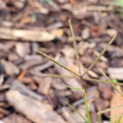 Cynodon dactylon (Couch Grass) at O'Connor, ACT - 1 May 2023 by trevorpreston
