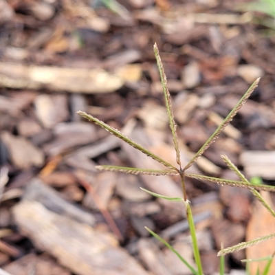 Cynodon dactylon (Couch Grass) at O'Connor, ACT - 2 May 2023 by trevorpreston
