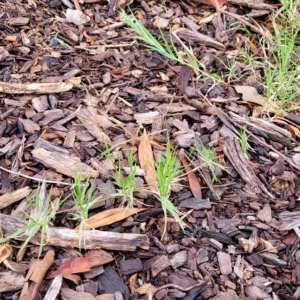 Cynodon dactylon at O'Connor, ACT - 2 May 2023