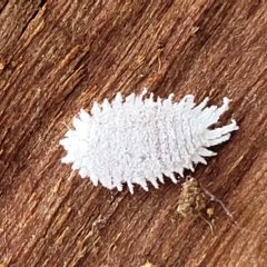 Pseudococcidae sp. (family) (A mealybug) at Banksia Street Wetland Corridor - 1 May 2023 by trevorpreston