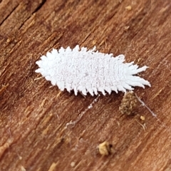 Pseudococcidae sp. (family) at O'Connor, ACT - 2 May 2023