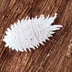 Pseudococcidae sp. (family) at O'Connor, ACT - 2 May 2023