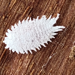 Pseudococcidae sp. (family) at O'Connor, ACT - 2 May 2023