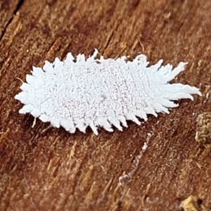 Pseudococcidae sp. (family) at O'Connor, ACT - 2 May 2023