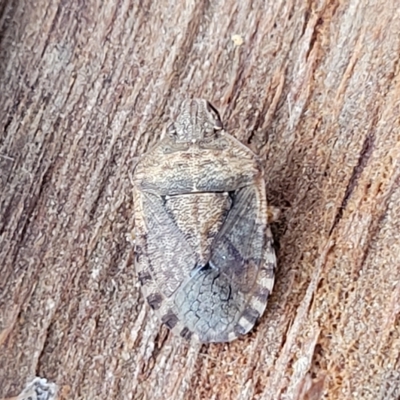 Dictyotus sp. (genus) (A brown shield bug) at O'Connor, ACT - 2 May 2023 by trevorpreston