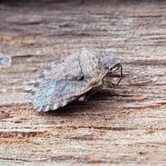 Dictyotus sp. (genus) at O'Connor, ACT - 2 May 2023 09:39 AM