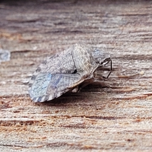 Dictyotus sp. (genus) at O'Connor, ACT - 2 May 2023 09:39 AM