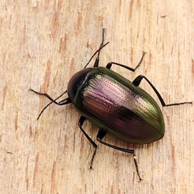 Chalcopteroides sp. (genus) (Rainbow darkling beetle) at Banksia Street Wetland Corridor - 1 May 2023 by trevorpreston