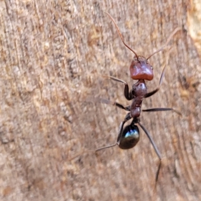 Iridomyrmex purpureus (Meat Ant) at O'Connor, ACT - 1 May 2023 by trevorpreston