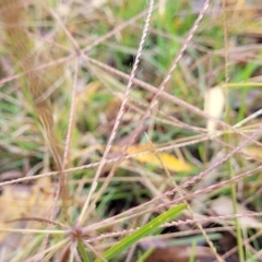 Chloris truncata (Windmill Grass) at Banksia Street Wetland Corridor - 1 May 2023 by trevorpreston
