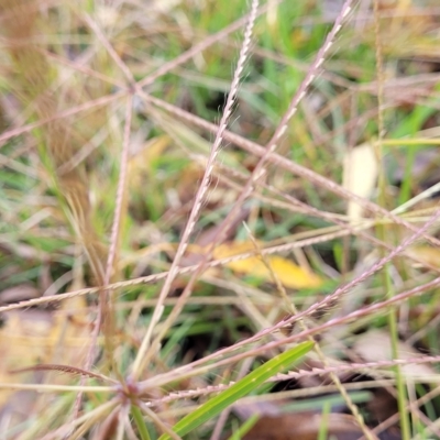 Chloris truncata (Windmill Grass) at O'Connor, ACT - 1 May 2023 by trevorpreston