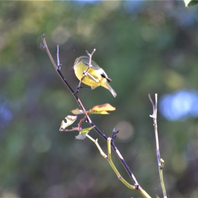 Acanthiza nana (Yellow Thornbill) at Jamberoo, NSW - 2 May 2023 by plants