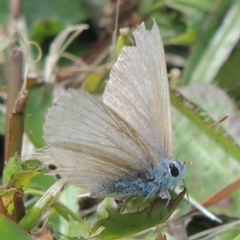 Lampides boeticus (Long-tailed Pea-blue) at Pollinator-friendly garden Conder - 8 Nov 2022 by michaelb