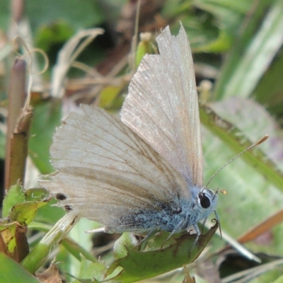 Lampides boeticus (Long-tailed Pea-blue) at Conder, ACT - 8 Nov 2022 by michaelb