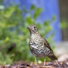 Zoothera lunulata (Bassian Thrush) at Acton, ACT - 1 May 2023 by ReeniRoo