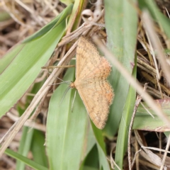 Scopula rubraria (Reddish Wave, Plantain Moth) at O'Connor, ACT - 14 Feb 2023 by ConBoekel