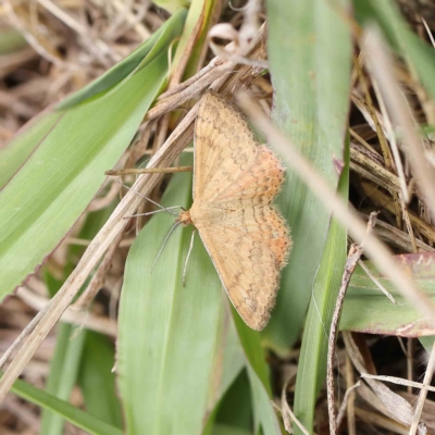 Scopula rubraria (Reddish Wave, Plantain Moth) at O'Connor, ACT - 14 Feb 2023 by ConBoekel