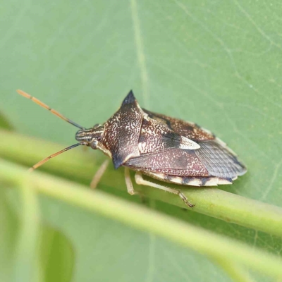 Oechalia schellenbergii (Spined Predatory Shield Bug) at O'Connor, ACT - 21 Feb 2023 by ConBoekel