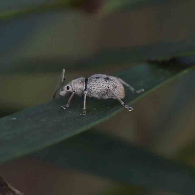 Merimnetes oblongus (Radiata pine shoot weevil) at O'Connor, ACT - 21 Feb 2023 by ConBoekel