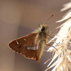 Dispar compacta (Barred Skipper) at O'Connor, ACT - 21 Feb 2023 by ConBoekel