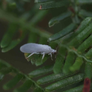 Coniopterygidae (family) at O'Connor, ACT - 21 Feb 2023 10:23 AM