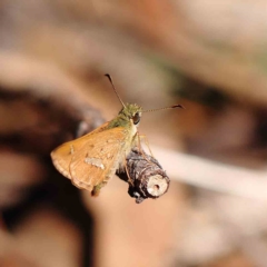 Dispar compacta (Barred Skipper) at O'Connor, ACT - 20 Feb 2023 by ConBoekel