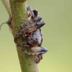 Dolophones sp. (genus) (Wrap-around spider) at O'Connor, ACT - 19 Feb 2023 by ConBoekel