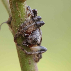 Dolophones sp. (genus) at O'Connor, ACT - 20 Feb 2023 09:55 AM