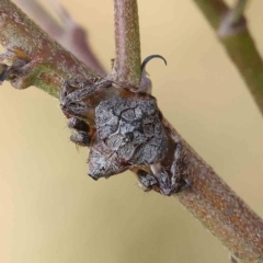 Dolophones sp. (genus) at O'Connor, ACT - 20 Feb 2023 09:55 AM