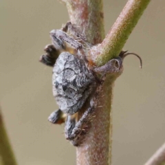 Dolophones sp. (genus) at O'Connor, ACT - 20 Feb 2023